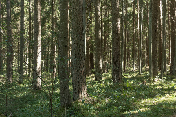 Bosque de pinos en agosto en Letonia, antecedentes naturales
 - Foto, Imagen