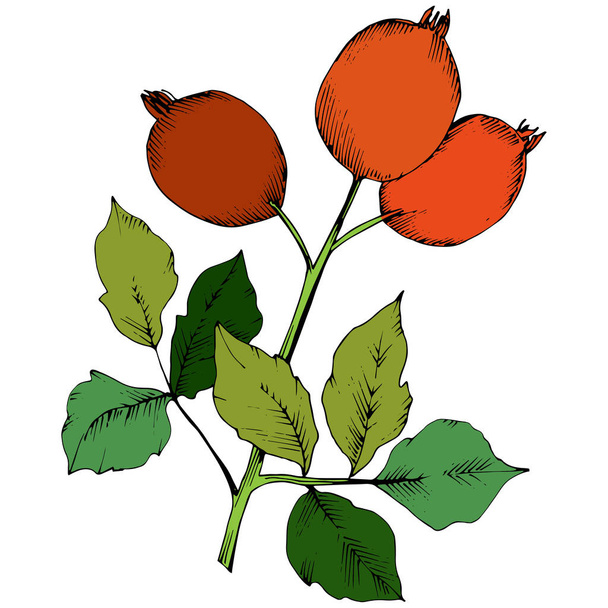 Vektori syksyn punainen ruusu lonkka kasvi. Kasvi kasvitieteellinen puutarha kukka lehtineen. Eristetty kuvaelementti. Taustan, tekstuurin, käärekuvion, kehyksen tai reunuksen vektorilehti
. - Vektori, kuva