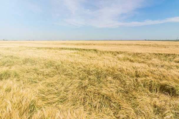 Wheat and sun under blue sky - Фото, зображення