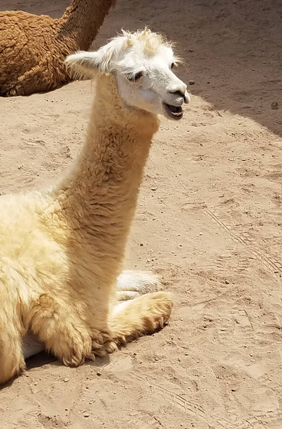 Lama in a farm in Peru. Lama is one of the two domestic animals from the camel family in South America. - Photo, Image
