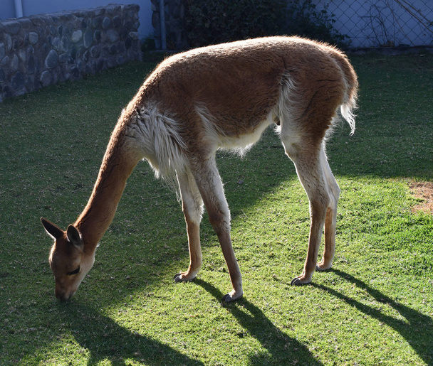 Vicuna, one of the two wild animals in the camel family in Peru, South America. It has the most expensive wool. - Photo, Image