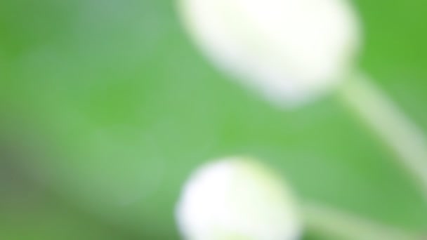 αφηρημένη θολή υφή λουλούδι και πράσινο γρασίδι - Πλάνα, βίντεο