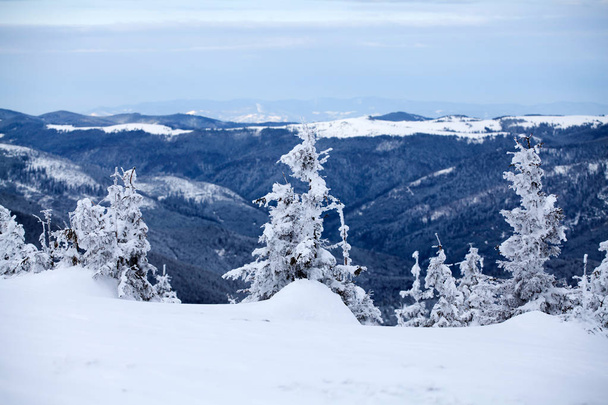 Kerstmis en Nieuwjaar achtergrond met winter bomen in bergen bedekt met verse sneeuw - Magic vakantie achtergrond - Foto, afbeelding