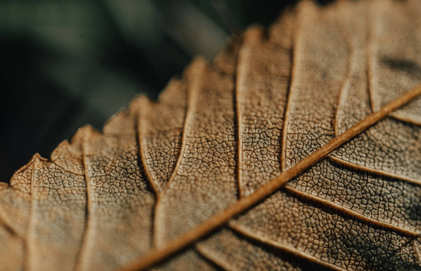Closeup της πολύχρωμα φύλλα του φθινοπώρου - Φωτογραφία, εικόνα