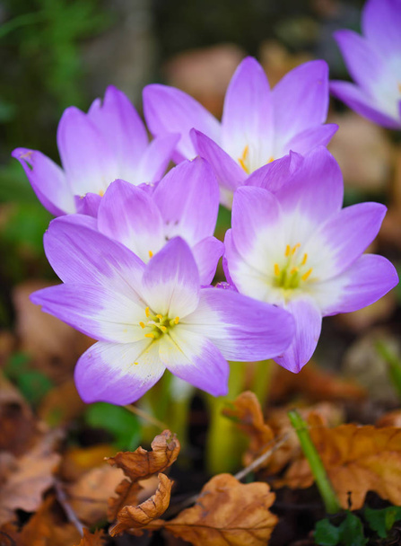 Sonbaharda güzel çiğ çiçekleri (Kolşum sonbaharı) - Fotoğraf, Görsel