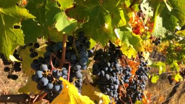 ipe purple grapes on a vine in autumn - Footage, Video