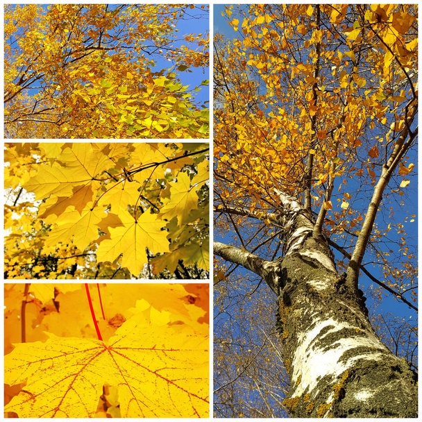 Bright color collage of autumn trees and leaves of birch and maple - Photo, Image