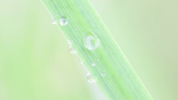 vista close-up de grama verde bonita e gotas de água no vento
 - Filmagem, Vídeo