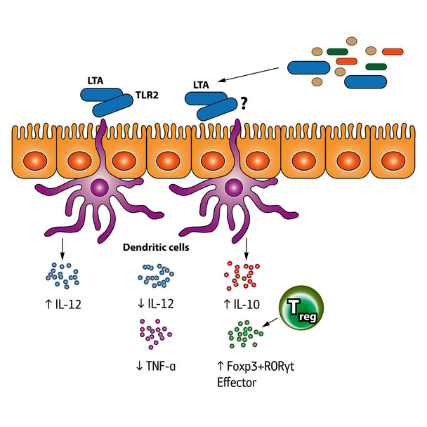 Stimulation of the Regulatory T cells vector medical illustration - Vector, Image