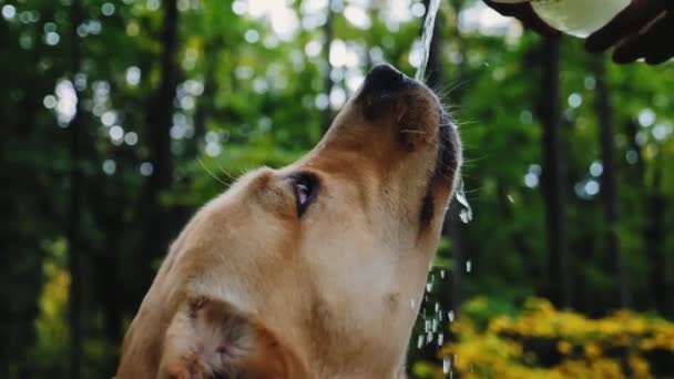 Labrador boit de l'eau au ralenti à l'extérieur
 - Séquence, vidéo
