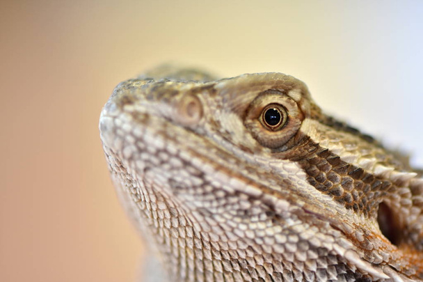 Agama, szakállas sárkány, Pogona vitticeps - Fotó, kép