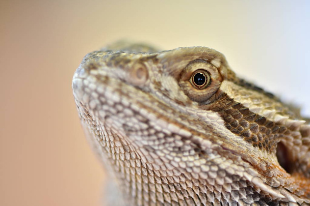 Agama, vousatý drak, Pogona vitticeps - Fotografie, Obrázek
