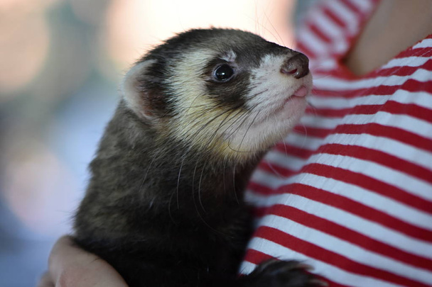 The ferret (Mustela putorius furo) is the domesticated form of the European polecat - Photo, Image