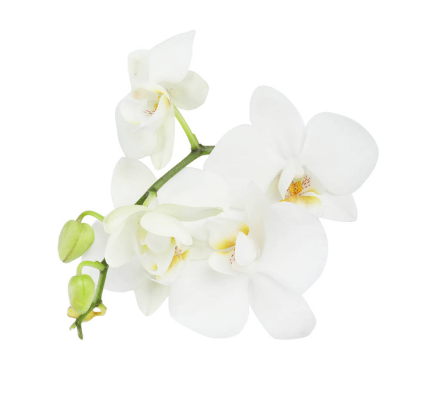 Branch with beautiful orchid flowers on white background. Tropical plant - Fotoğraf, Görsel