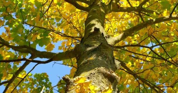 Panning tiro de árvore no outono. Folhas amarelas em ramos
 - Filmagem, Vídeo