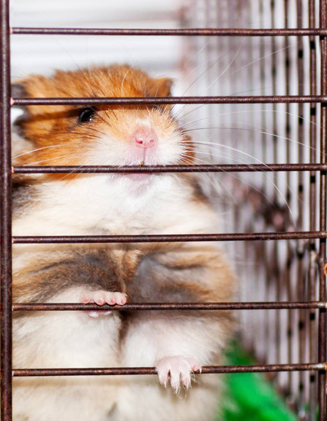 Bruin Syrische hamster gnaws in een kooi, graag vrijheid - Foto, afbeelding