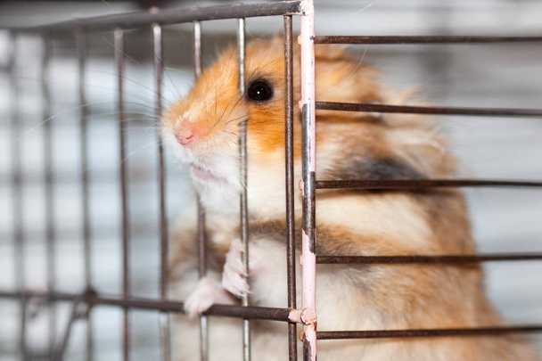 Hamster sirio marrón roe dentro de una jaula, ansioso por la libertad
 - Foto, Imagen