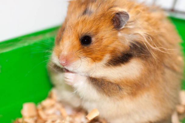 Syrian hamster sits in a cage and eats close-up - Photo, Image
