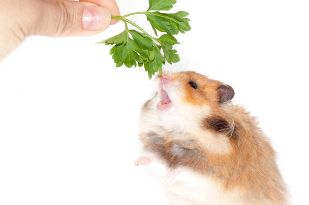flauschiger syrischer Hamster frisst eine Pflanze (grüne Petersilie) isoliert auf weißem Hintergrund - Foto, Bild