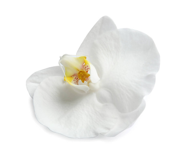 Beautiful orchid flower on white background. Tropical plant - Foto, Imagen