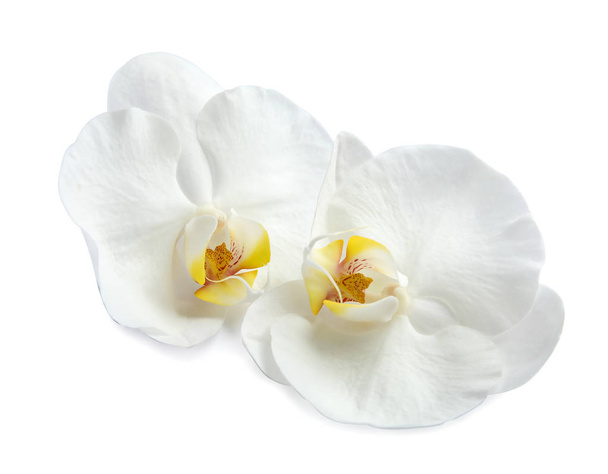 Beautiful orchid flowers on white background. Tropical plant - Foto, Imagem