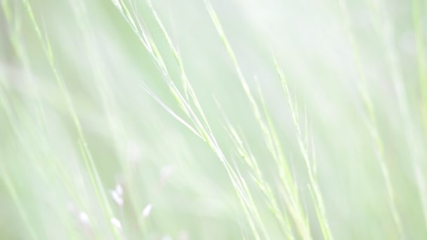 вид крупним планом красивої зеленої трави на вітрі, природний фон
 - Кадри, відео