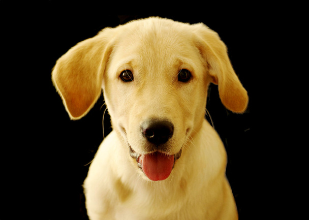 Bonito labrador retriever cachorro sobre preto
 - Foto, Imagem