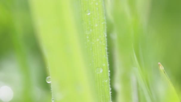 close up de grama verde movendo-se pelo vento no campo
 - Filmagem, Vídeo