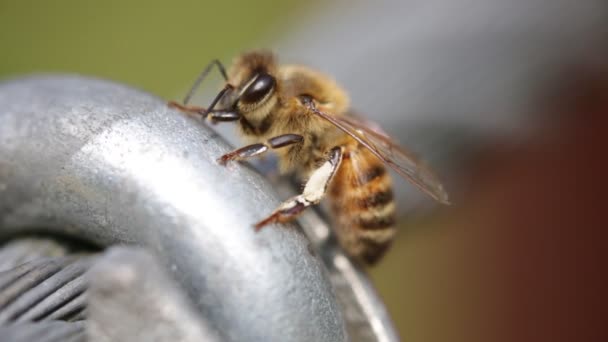 крупним планом зображення маленької бджоли на металі
  - Кадри, відео