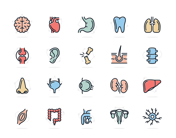 Conjunto de ícones de linha de anatomia e órgãos coloridos. neurônio, pênis, útero, intestino, músculo, nariz, bexiga, olho, fígado, rim, coração, cérebro, estômago, dente, pulmão, articulação, orelha, osso, cabelo, espinha dorsal e muito mais
 - Foto, Imagem