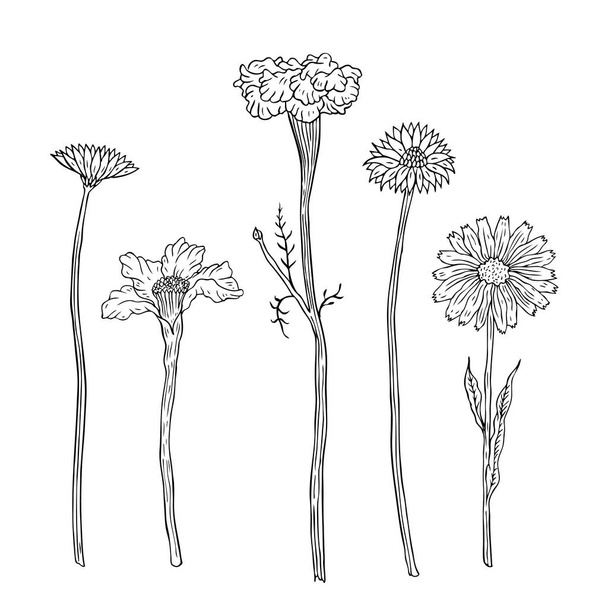 рука намальовані квіти і рослини
 - Вектор, зображення