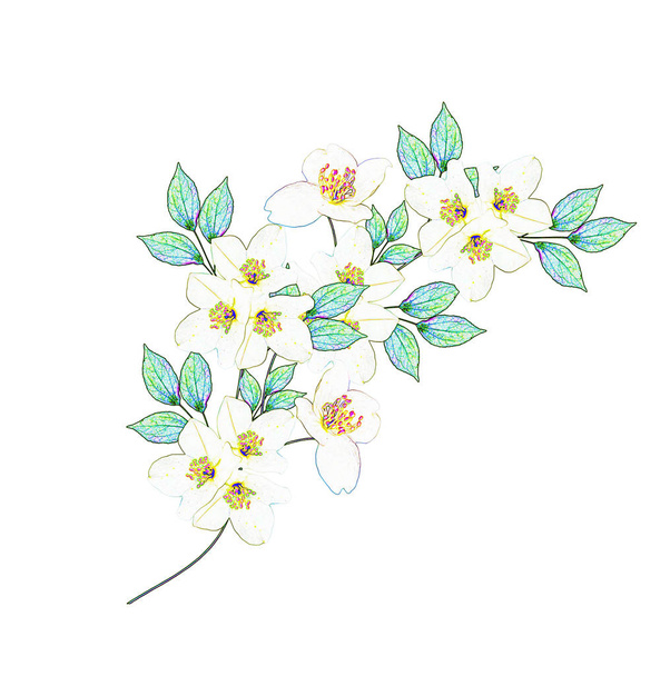 Flor branca de jasmim. ramo de flores de jasmim isolado no fundo branco. flores de primavera
 - Foto, Imagem