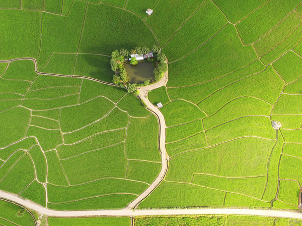 The beautiful landscape of rice fields in Thailand.  - Φωτογραφία, εικόνα