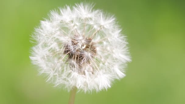 zblízka pohled na krásné málo Pampeliška květin a trávy, vítr v přírodě - Záběry, video