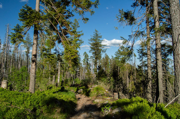 mountainous pine forest in bright sunlight - Photo, image