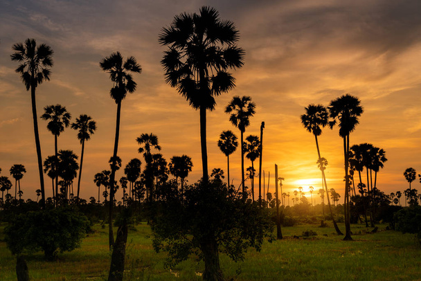 Sokeripalmu riisipelloilla auringonlaskun aikaan Thaimaassa
 - Valokuva, kuva
