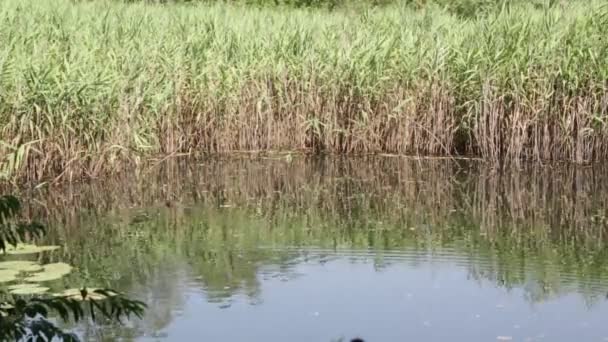 bel étang avec roseaux près du Canard colvert, en italie
  - Séquence, vidéo