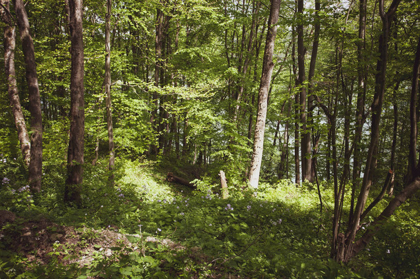 Γαλήνιο δάσος του καλοκαιριού Bieszczady περιοχή, Πολωνία, Ευρώπη - Φωτογραφία, εικόνα