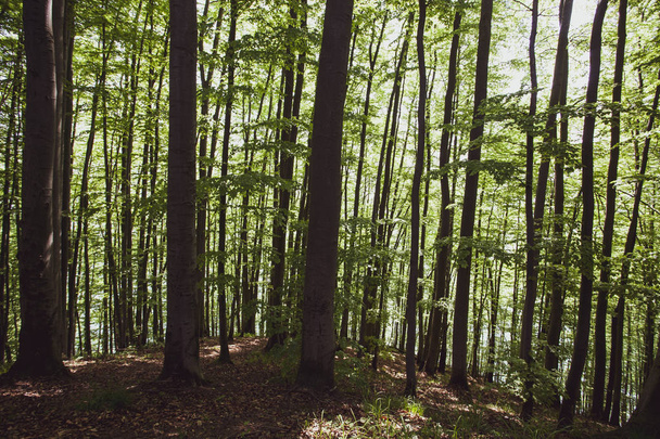 Мирный лес летом Бещады, Польша, Европа
 - Фото, изображение