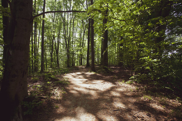 夏ビェシチャディ地域、ポーランド、ヨーロッパで静かな森 - 写真・画像