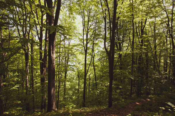 Γαλήνιο δάσος του καλοκαιριού Bieszczady περιοχή, Πολωνία, Ευρώπη - Φωτογραφία, εικόνα