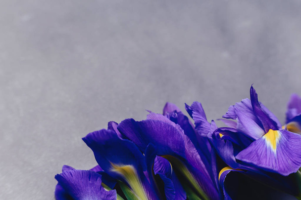 irises on dark simple background in studio - Foto, Bild