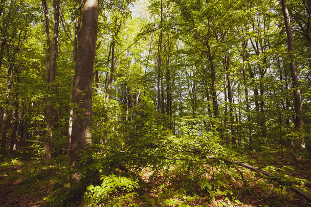 Cichego lasu w Europie Region, Polska, Bieszczady latem - Zdjęcie, obraz