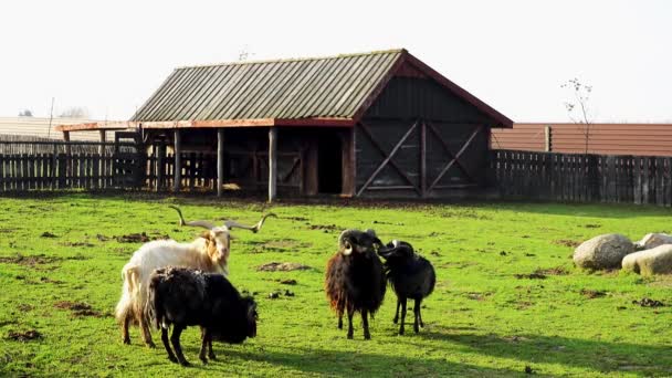 Δύο πρόβατα που πολεμούν μεταξύ τους σε αγρόκτημα. - Πλάνα, βίντεο