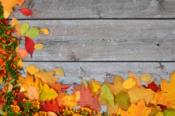 Podzimní barevné listy různých stromů na pozadí starých prken - Fotografie, Obrázek