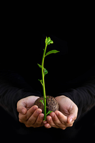Növényi vetőmag termesztése ing a hölgy kezében elszigetelt fekete háttér. - Fotó, kép
