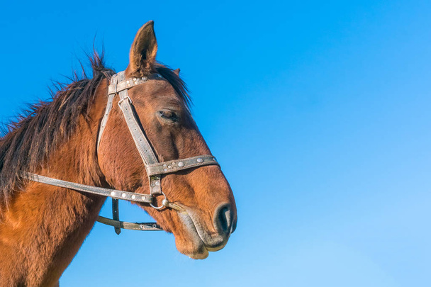 Head of a brown horse against a blue sky - Photo, image