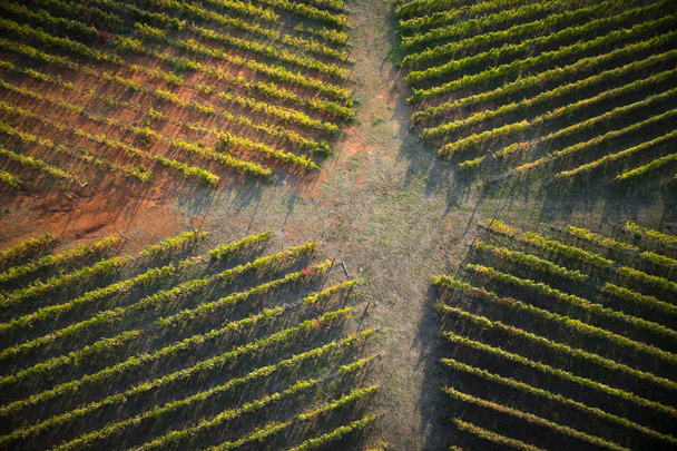 The new agricultural technologies applied to a new plant of rows of vines, taken from above - 写真・画像