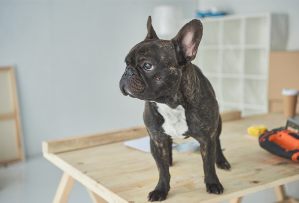 entzückende schwarze französische Bulldogge steht auf Holztisch und schaut weg - Foto, Bild