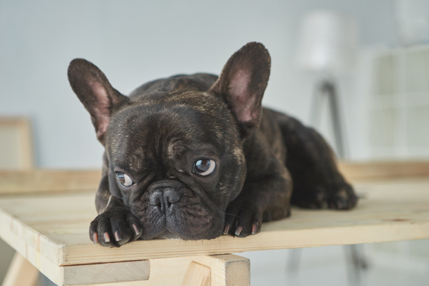 vergrote weergave van schattig zwarte Franse bulldog liggend op houten tafel in nieuwe woning - Foto, afbeelding